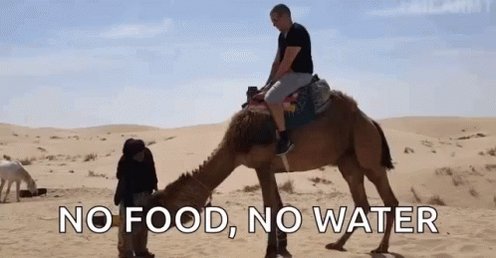 Sahara Desert Camel GIF