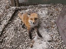 Fox Smile GIF