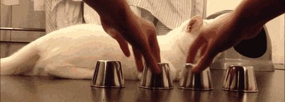 First Try GIF