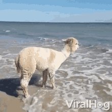 Happy Alpaca Jumping GIF