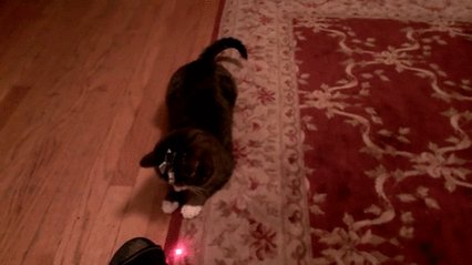 Cat Loves The Laser GIF