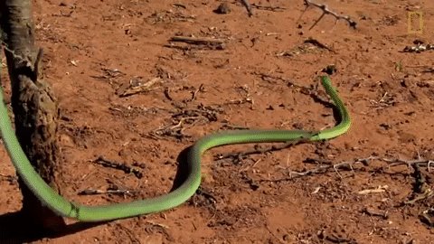 slither national geographic...