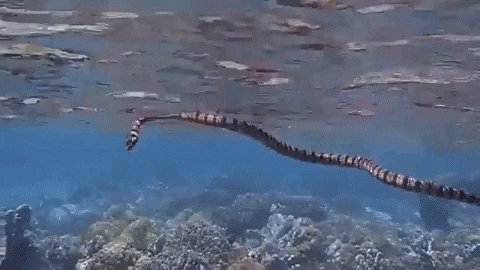 Marine Life Swimming GIF by...