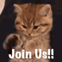 Kitty Join Us GIF