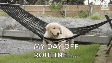 A puppy swinging on a hammock in a yard with caption - My da