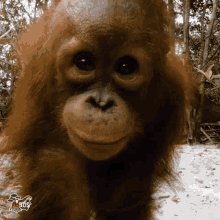 Orangutan Orangutan Baby GIF