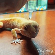 Hydrophobic Skin Viralhog GIF