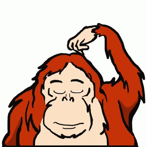 Orang Utan Confused GIF