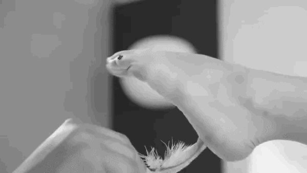 Щекотка пером