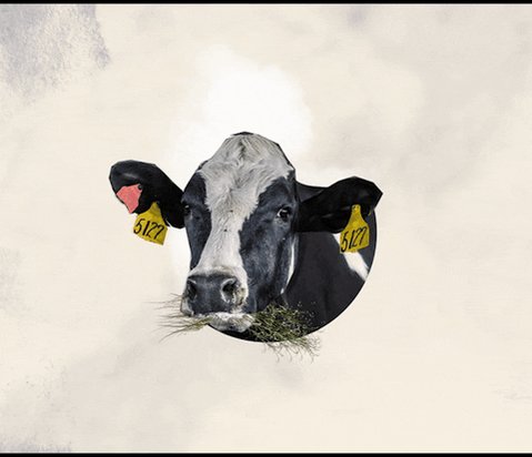 Art Cow GIF by renewsnz
