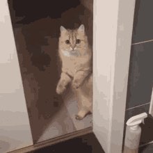 Cat Leaving GIF