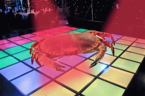 Disco Crab Dancing Crab GIF