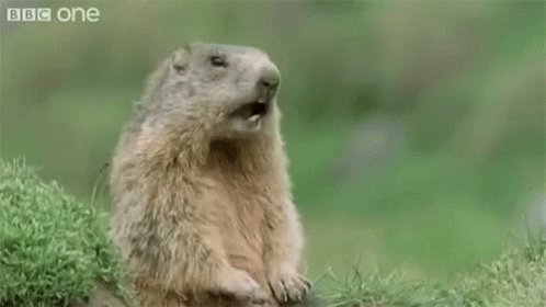 Hey Groundhog GIF