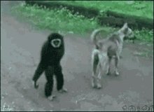 Monkey Animal GIF