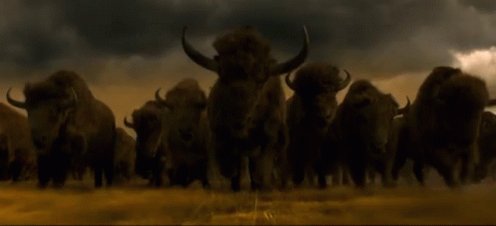 Running Bulls Charging GIF