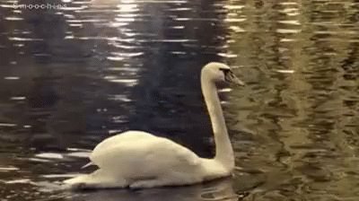 Swan GIF