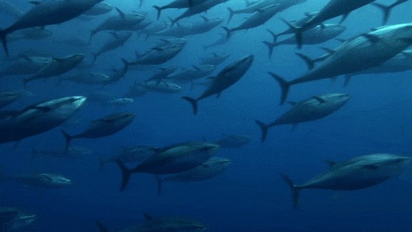 A school of tuna fish swim past the camera