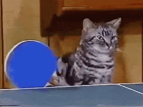 Cat Ping GIF