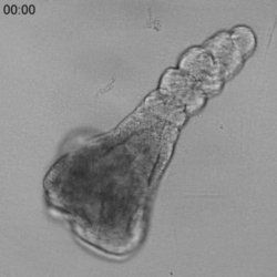 Miki Ebisuya on Twitter: "New paper from the lab! We developed a novel ...