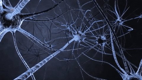 brain neuron GIF by Harvard...