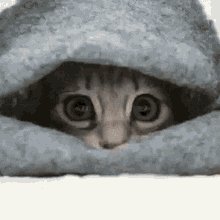Cat Hiding GIF