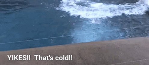 Polar Bear GIF