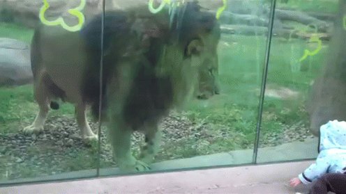 Gif of a real lion in a zoo...