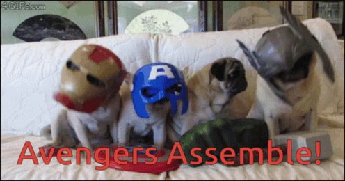 Pugs Avengers GIF