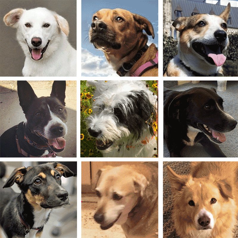 Animation showing various portraits of mixed-breed dogs, the