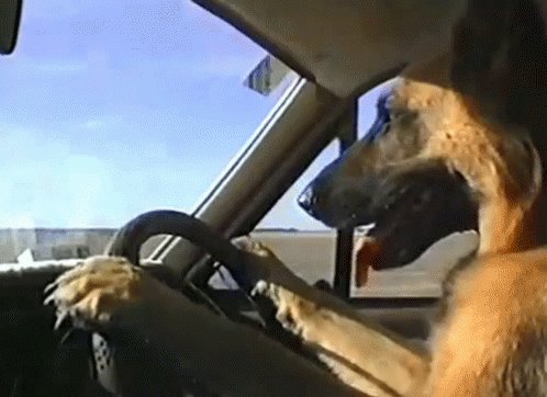 Dog Driving Car GIF