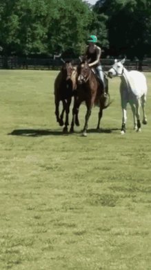 Polo Horses GIF