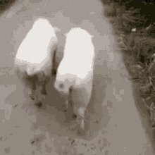 Pig Walk GIF