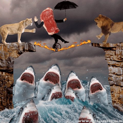 Lions Sharks GIF by William...