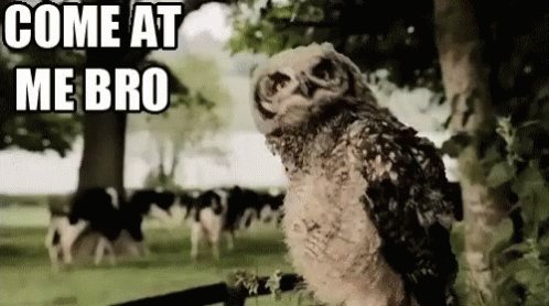 Come At Me Bro Owl GIF