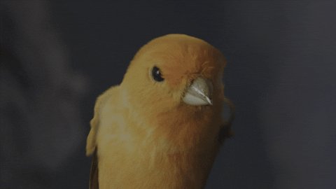 Yellow Bird GIF by Sandvik