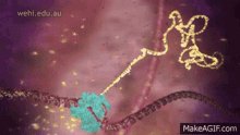 Rna Synthesis Transcription GIF