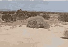 Tumbleweeds Desert GIF