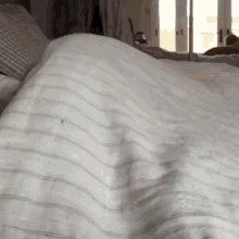 Dog Waking Up GIF