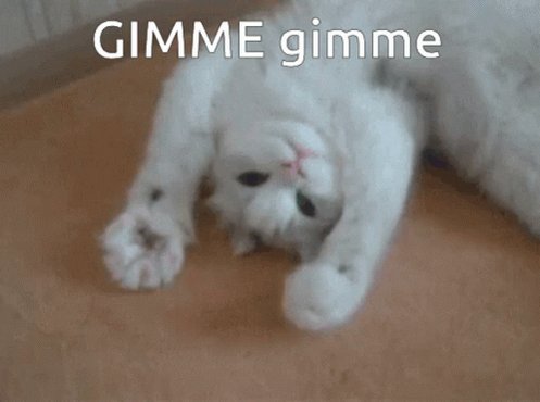 Cat Cute GIF