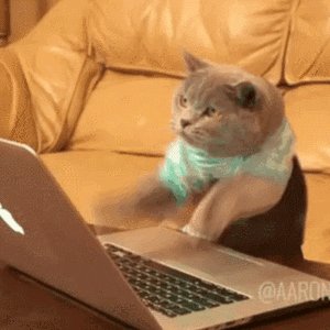 Gato escribiendo muy rápido en un portátil.