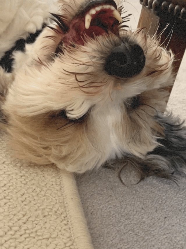daisy-mcandrew-on-twitter-does-anyone-else-say-bless-you-when-their
