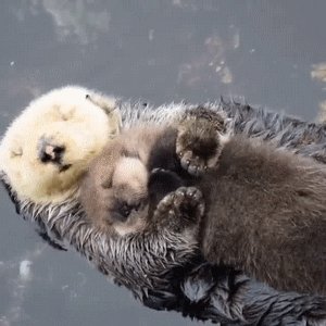 Calins de loutre  Otters cute, Otters, Cute baby animals