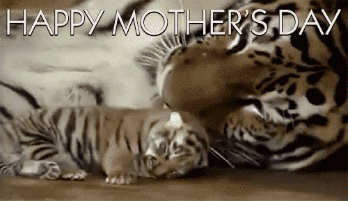 A gif of real tigers - a mo...