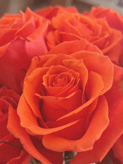 Love having flowers in my house 💐 https://t.co/EmjPCgFiID<a href="/tag/friskyfriday"class="tags"><span>#friskyfriday</span></a><a href="/tag/cgom"class="tags"><span>#cgom</span></a><a href="/tag/october2013cgom"class="tags"><span>#october2013cgom</span></a>