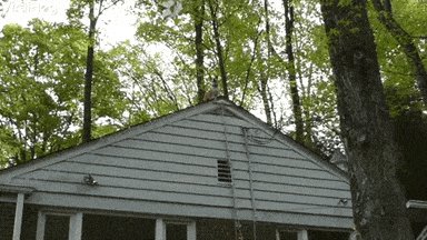 Chill Dog Hangs Out On Roof...
