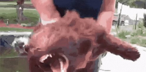 Dog Evil GIF