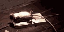Mouse GIF