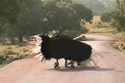 ostrich GIF