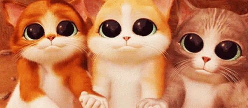 Cats Cuteness GIF