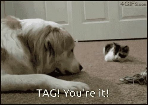 Tag Kitten Dog Youreit GIF